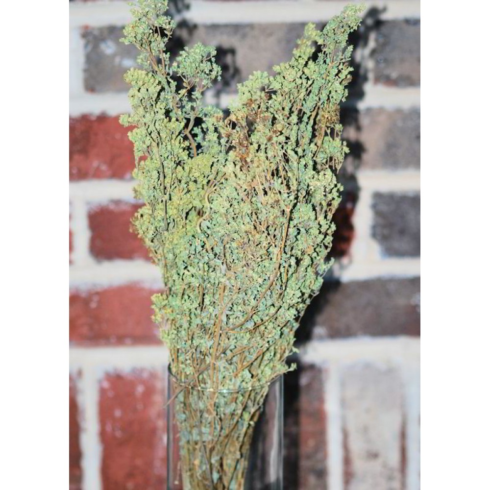 Dried Oregano Flowers Bunch Greek Oregano