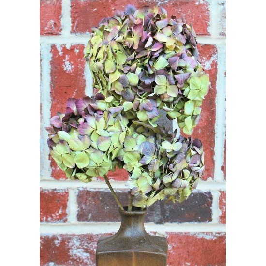 Dried Hydrangea Flower Bunch - Burgundy Color