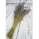 French Lavender Field Bunch - Grosso French Lavender Field Bunch - Grosso