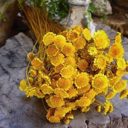 Dried Margarita Flowers