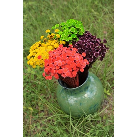 Dried Margarita Flowers