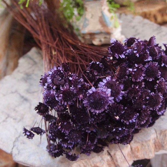 Dried Margarita Flowers