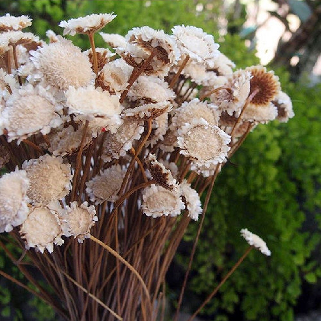 Dried Margarita Flowers Yellow