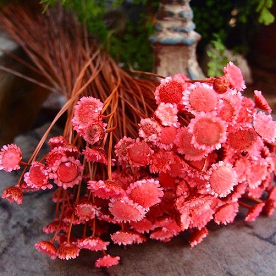 Dried Margarita Flowers Dried Margarita Flowers