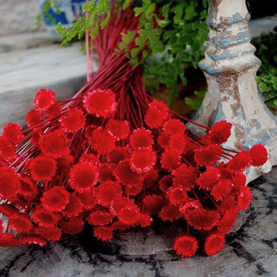 Dried Margarita Flowers