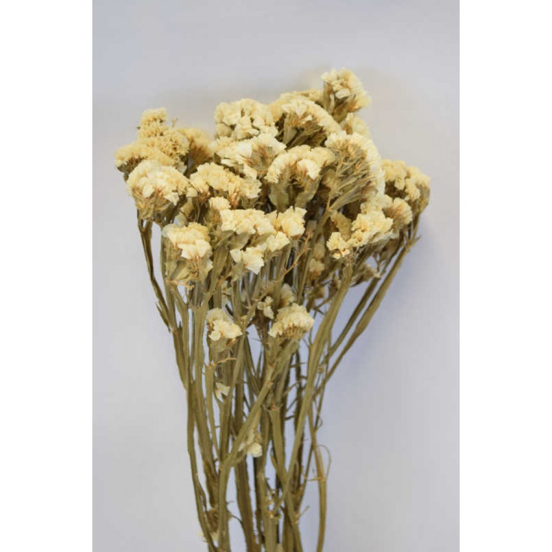 Dried Statice Sinuata Flower Bunch White