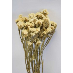 Dried Statice Sinuata Flower Bunch - White