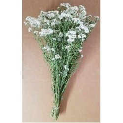 Dried Pearly Everlasting Flower Bunch