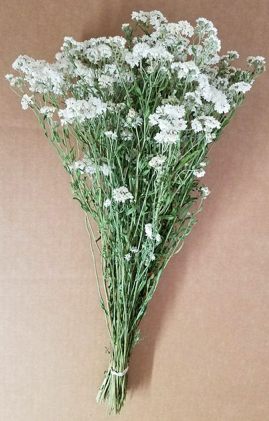 Dried Pearly Everlasting Flower Bunch