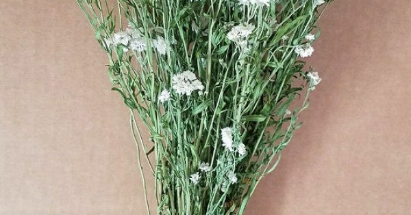 Dried Pearly Everlasting Flower Bunch