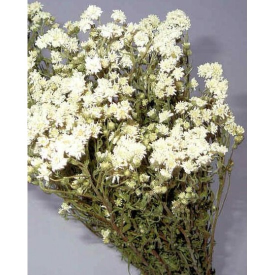 Dried Pearly Everlasting Flower Bunch