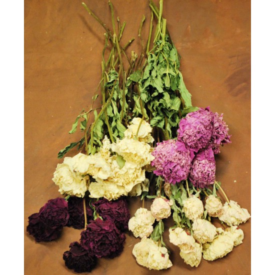 Dried Peonies Flowers Bunch Dried Peonies Flowers Bunch