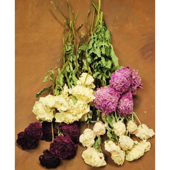 Dried Flowers — Plenty Flowers