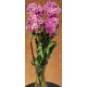 Dried Peonies Flowers Bunch Dried Peonies Flowers Bunch
