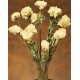 Dried Peonies Flowers Bunch Dried Peonies Flowers Bunch