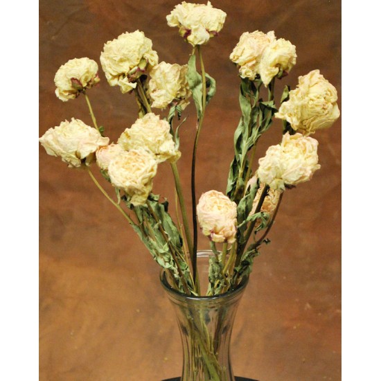 Dried Peonies Flowers Bunch Dried Peonies Flowers Bunch