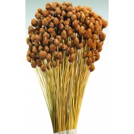 Dried Pineapple Button Flowers