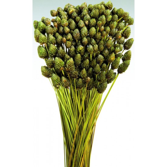 Dried Pineapple Button Flowers