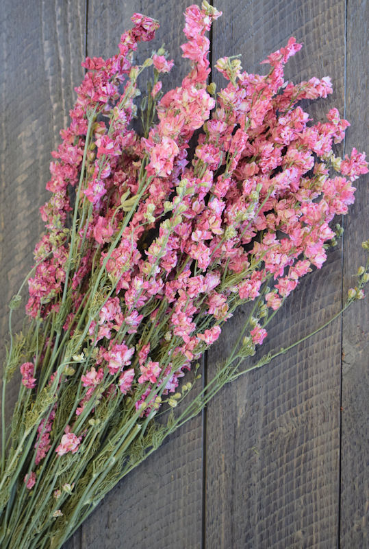 Dried Pink Larkspur Flowers, Dried Pink Delphinium