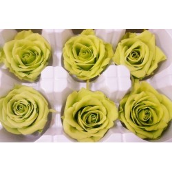 Preserved Roses - 8 per Order - Colors: Green, Blue, Black