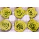 Preserved Roses - 8 per Order - Colors: Green, Blue, Black