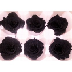 Preserved Roses - 8 per Order - Colors: Green, Blue, Black