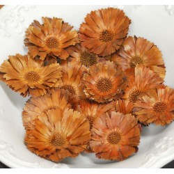 Dried Protea Flower Heads