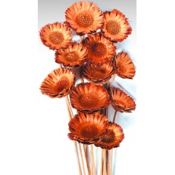 Dried Protea Flowers Stemmed