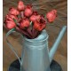 Red Corn Husk Rose Buds Red Corn Husk Rose Buds