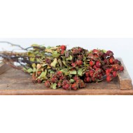 Dried Rose Hips