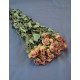 Mini Dried Rose Bouquet - Pink Mini Dried Rose Bouquet - Pink