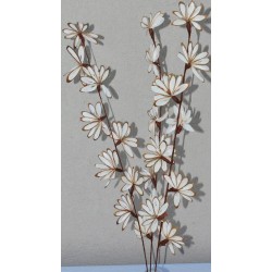 Shola Peacock Flower Fans - Dried