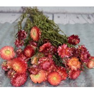 Dried StrawFlowers - Apricot - Straw Flower