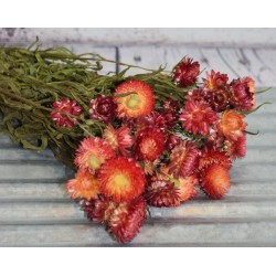 Dried StrawFlowers - Apricot - Straw Flower