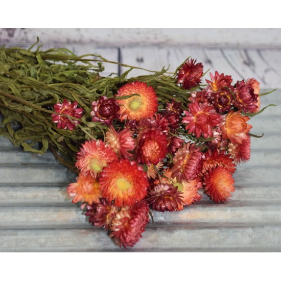 Dried StrawFlowers - Apricot - Straw Flower