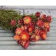 Dried StrawFlowers - Apricot - Straw Flower