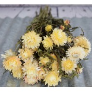 Dried StrawFlowers - Blush - Straw Flower
