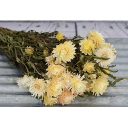 Dried StrawFlowers - Blush - Straw Flower