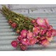 Dried StrawFlowers - Pink - Straw Flower