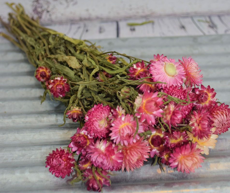 Pink Dried Flowers – MagpieBeautyUSA