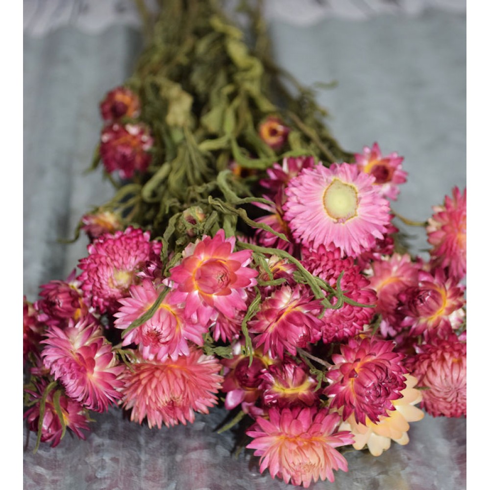 Dried StrawFlowers Pink Straw Flower