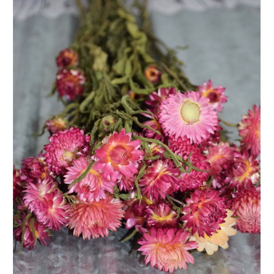 Dried StrawFlowers - Pink - Straw Flower