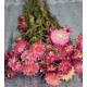 Dried StrawFlowers - Pink - Straw Flower