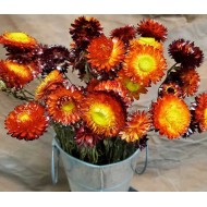 Dried StrawFlowers - Red - Straw Flower