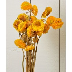 Dried StrawFlowers - Straw Flowers