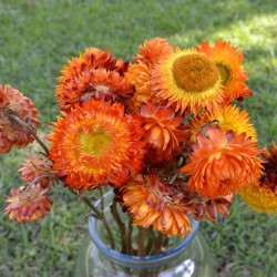 Dried StrawFlowers - Straw Flowers