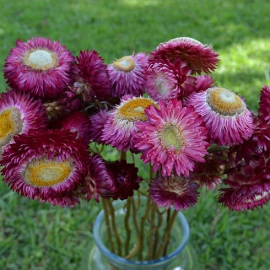 Dried StrawFlowers - Rose - Straw Flower