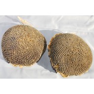Dried Sunflower Seed Heads