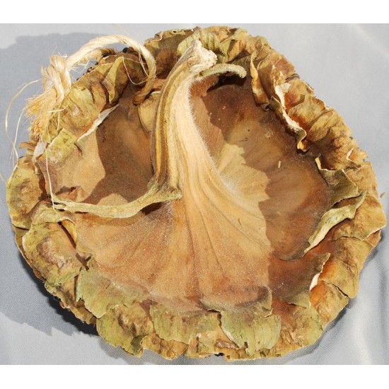 Dried Sunflower Seed Heads