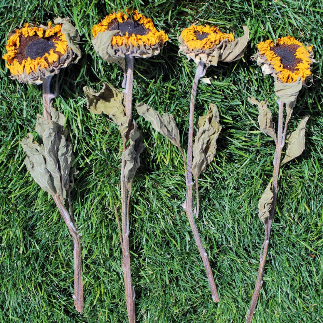 Dried Sunflowers Bunch Bunch of Dried Sunflowers